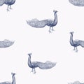 Seamless pattern of sketches male peacock standing and looking