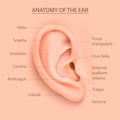 Vector background with structure of the human auricle.