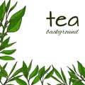 Hand-drawn leaves and branches of tea