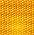 Vector background texture, yellow corn. design element