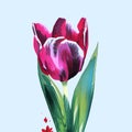 vector background with tulips. Hand drawn illustration, Happy mother's day. Spring holiday Royalty Free Stock Photo