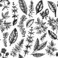 Vector background with typical herbs and spices leaves. Hand-sketched kitchen herbal plants for Italian cuisine seamless pattern. Royalty Free Stock Photo
