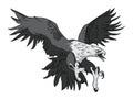 Vector Bald Eagle or Hawk Head Mascot Graphic Royalty Free Stock Photo