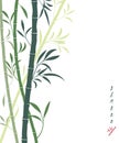 Vector bamboo background with dark and light green bamboo stems and leaves. Isolated on white, place for text, copyspace. Oriental