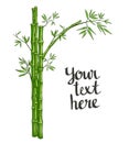 Vector Bamboo with green leaves Royalty Free Stock Photo