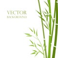 Vector, bamboo stalks abstract style on a white background. . Exotic background. Garden background, oriental garde