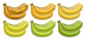 Vector Banana Bunch Set