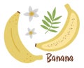 Vector banana clip art. Jungle fruit illustration. Hand drawn flat exotic plants isolated on white background. Bright childish