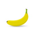 Vector banana. Fresh banana on white background