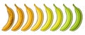 Vector Banana Set