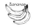 Vector Bananas Vegetarian healthy treating hand drawn illustration. Use for bar, cocktail, flyer, banner, store