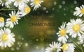 Vector banner with chamomile flowers