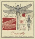 Retro banner with dragonfly and it larva Royalty Free Stock Photo