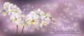 Vector banner with Luxurious orchid flowers