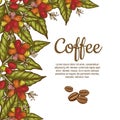 Vector banner template with branches of coffee tree with flowers, leaves, berries and beans. Border coffee plant Royalty Free Stock Photo