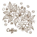 Vector banner template with branches of coffee tree with flowers, leaves, berries and beans. Border coffee plant Royalty Free Stock Photo