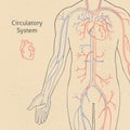 Vector banner template with human circulatory system drawn in retro style with background.