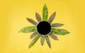 Vector banners set with green tropical leaves round black frame on yellow background. Royalty Free Stock Photo