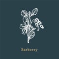 Vector Barberry sketch. Drawn spice herb in engraving style. Botanical illustration of organic, eco plant.