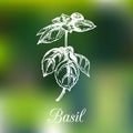 Vector basil branch illustration on blur background. Hand drawn sketch of flavouring plant. Organic herb and spice. Royalty Free Stock Photo