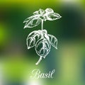 Vector basil branch illustration on blur background. Hand drawn sketch of flavouring plant. Organic herb and spice.