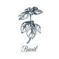 Vector basil branch illustration. Hand drawn sketch of flavouring plant isolated. Green organic, eco herb and spice.