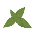 Vector basil illustration isolated in cartoon style. Herbs and Species Series.