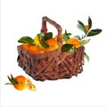 Vector basket of juicy oranges Royalty Free Stock Photo