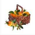 Vector basket of oranges. Autumn design Royalty Free Stock Photo