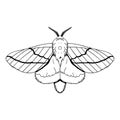 vector beautiful rosy maple moth cartoon illustration isolated Royalty Free Stock Photo