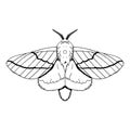 vector beautiful rosy maple moth cartoon illustration isolated