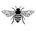 Vector Bee line icon illustration. Graphic logo of insect, simple doodle emblem. Hand drawn honeybee isolated on white Royalty Free Stock Photo