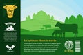 Vector beef illustration with cows, calves and farm