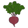 Vector beet hand drawn