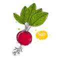 Vector beet hand drawn illustration in the style of engraving. Detailed vegetarian food drawing. Farm market product