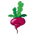 Turnip, beets. Vector of a beet, turnip. Turnip with leaves