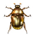 Vector Beetle