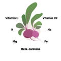 Vector beetroot with its vitamins and minerals. Educational health benefits poster, illustration.