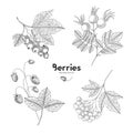 Vector berries isolated on white background. Viburnum, currant, wild strawberry, rosehip. Contour outline style