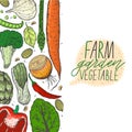 Vector big set of vegetables in a realistic sketch style. Healthy food, natural product, vegetable farm, vegan food, sports nutrit Royalty Free Stock Photo