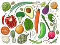 Vector big set of vegetables in a realistic sketch style. Healthy food, natural product, vegetable farm, vegan food, sports nutrit