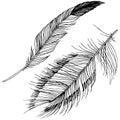 Vector bird feather from wing isolated. Isolated illustration element. Royalty Free Stock Photo