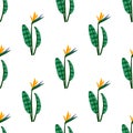 Vector bird of the paradise flowers seamless pattern. Royalty Free Stock Photo