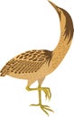 Vector Bittern Royalty Free Stock Photo