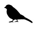 Vector black bullfinch sparrow bird silhouette