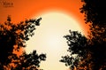 Vector black contour of tree leaves on orange sunset background