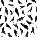 Vector Black Crows Ravens Birds on White Background Seamless Repeat Pattern Royalty Free Stock Photo