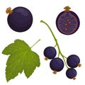 Vector black currant. Whole, half, berries on a branch and a leaf o currant.