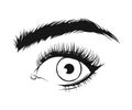 Vector black drawing of beautiful woman`s eye with eyeliner and long eye lashes on white background