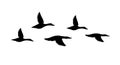 Vector black flock of flying duck silhouette Royalty Free Stock Photo